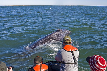 Lindblad guests with an adult California Gray Whale (Eschrichtius robustus) in Magdalena Bay, Baja California Sur, Mexico