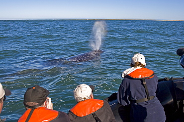 Lindblad guests with an adult California Gray Whale (Eschrichtius robustus) in Magdalena Bay, Baja California Sur, Mexico