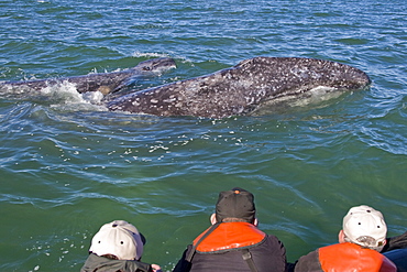 California Gray Whale  mother and calf (Eschrichtius robustus) near whalewatchers in Zodiacs in Magdalena Bay, Baja Peninsula, Baja California Sur, Mexico