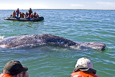 California Gray Whale  mother and calf (Eschrichtius robustus) near whalewatchers in Zodiacs in Magdalena Bay, Baja Peninsula, Baja California Sur, Mexico