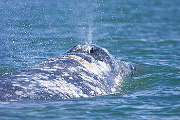 Adult California Gray Whale (Eschrichtius robustus) surfacing in Magdalena Bay, Baja California Sur, Mexico
