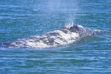 Adult California Gray Whale (Eschrichtius robustus) surfacing in Magdalena Bay, Baja California Sur, Mexico