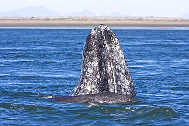 California Gray Whale mother (Eschrichtius robustus) spy-hopping with her calf, Magdalena Bay, Baja Peninsula, Baja California Sur, Mexico