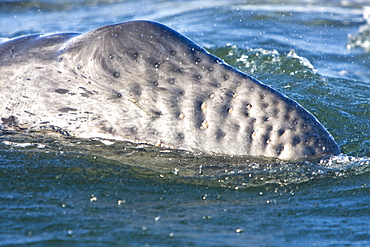California Gray Whale calf (Eschrichtius robustus) surfacing in Magdalena Bay, Baja California Sur, Mexico