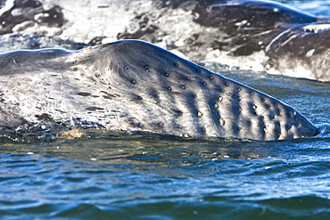 California Gray Whale calf (Eschrichtius robustus) surfacing in Magdalena Bay, Baja California Sur, Mexico