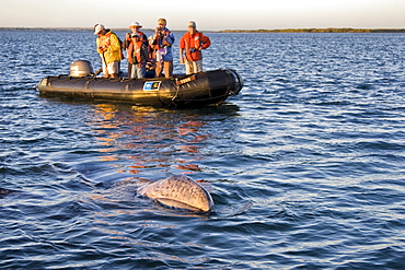 California Gray Whale calf (Eschrichtius robustus) approaching Zodiac in Magdalena Bay, Baja California Sur, Mexico