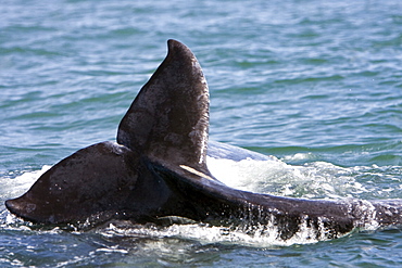 California Gray Whale mother and calf (Eschrichtius robustus) in Magdalena Bay, Baja California Sur, Mexico