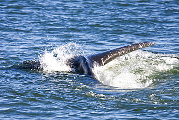 Adult California Gray Whale (Eschrichtius robustus) fluke-up dive in Magdalena Bay, Baja California Sur, Mexico