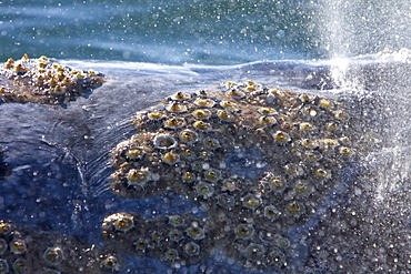 Adult California Gray Whale (Eschrichtius robustus) surfacing in Magdalena Bay, Baja California Sur, Mexico