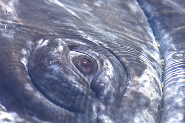 California Gray Whale eye detail (Eschrichtius robustus) in Magdalena Bay near Puerto Lopez Mateos on the Pacific side of the Baja Peninsula, Baja California Sur, Mexico