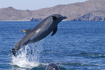 Adult Bottlenose Dolphin (Tursiops truncatus gilli) leaping in the upper Gulf of California (Sea of Cortez), Mexico.