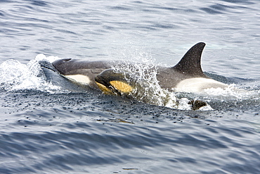 A small pod of "Type B" Orca (Orcinus orca) traveling in Gerlache Strait on the western side of the Antarctic Peninsula, Antarctica