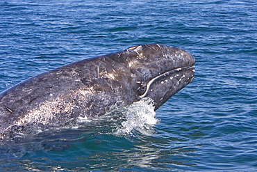 Adult California Gray Whale (Eschrichtius robustus) breaching in Magdalena Bay, Baja California Sur, Mexico