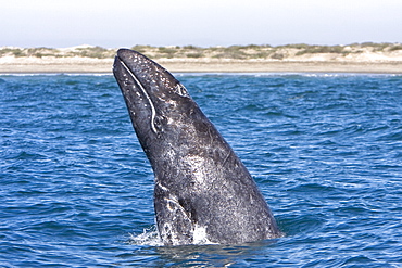 Adult California Gray Whale (Eschrichtius robustus) breaching in Magdalena Bay, Baja California Sur, Mexico