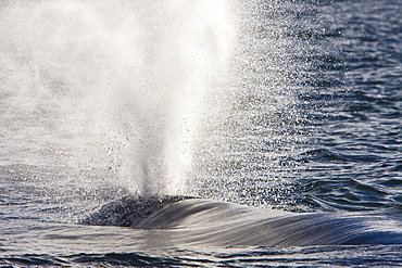 Adult California Gray Whale (Eschrichtius robustus) surfacing in Magdalena Bay, Baja California Sur, Mexico