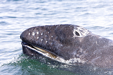 California Gray Whale calf (Eschrichtius robustus) in Magdalena Bay near Puerto Lopez Mateos on the Pacific side of the Baja Peninsula, Baja California Sur, Mexico