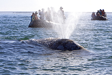 Lindblad guests with an adult California Gray Whale (Eschrichtius robustus) in Magdalena Bay, Baja California Sur, Mexico