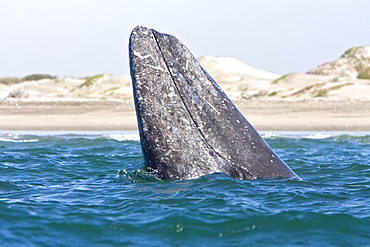 Adult California Gray Whale (Eschrichtius robustus) spy-hopping in Magdalena Bay, Baja California Sur, Mexico