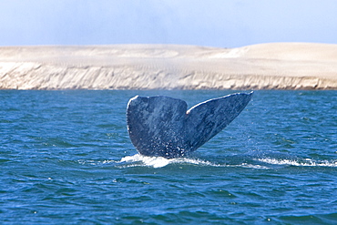 Adult California Gray Whale (Eschrichtius robustus) fluke-up dive in Magdalena Bay, Baja California Sur, Mexico