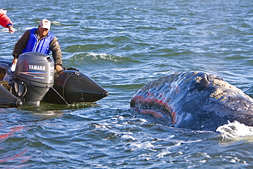 Lindblad guests with an adult California Gray Whale (Eschrichtius robustus) in Magdalena Bay, Baja California Sur, Mexico