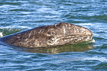 California Gray Whale calf (Eschrichtius robustus) surfacing in Magdalena Bay, Baja California Sur, Mexico