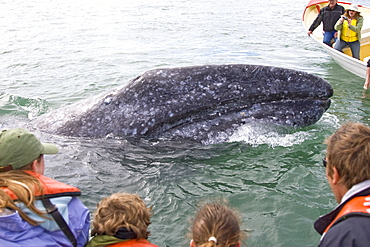 Mexican whalewatchers in pangas and California Gray Whale (Eschrichtius robustus) in Magdalena Bay, Baja Peninsula, Baja California Sur, Mexico