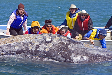 Mexican whalewatchers in pangas and California Gray Whale (Eschrichtius robustus) in Magdalena Bay, Baja Peninsula, Baja California Sur, Mexico