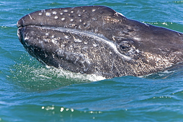 California Gray Whale calf (Eschrichtius robustus) head-lunging in Magdalena Bay, Baja California Sur, Mexico