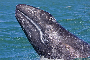 California Gray Whale calf (Eschrichtius robustus) head-lunging in Magdalena Bay, Baja California Sur, Mexico