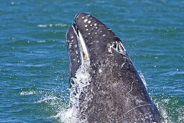 California Gray Whale calf (Eschrichtius robustus) head-lunging in Magdalena Bay, Baja California Sur, Mexico