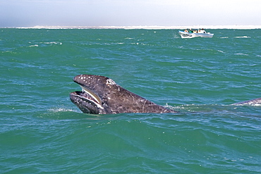 California Gray Whale calf (Eschrichtius robustus) with Mexican panga in Magdalena Bay, Baja California Sur, Mexico