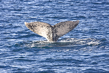 Adult California Gray Whale (Eschrichtius robustus) fluke-up dive in Magdalena Bay, Baja California Sur, Mexico