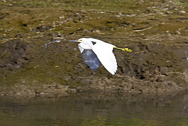 Adult snowy egret (Egretta thula) near San Jose del Cabo in the Gulf of California (Sea of Cortez), Baja California Sur, Mexico.