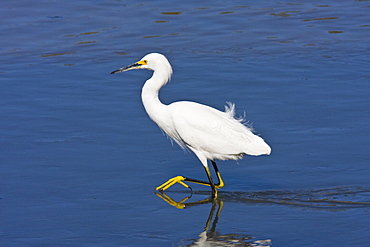 Adult snowy egret (Egretta thula) near San Jose del Cabo in the Gulf of California (Sea of Cortez), Baja California Sur, Mexico.