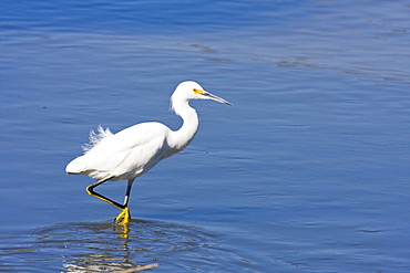 Adult snowy egret (Egretta thula) near San Jose del Cabo in the Gulf of California (Sea of Cortez), Baja California Sur, Mexico.