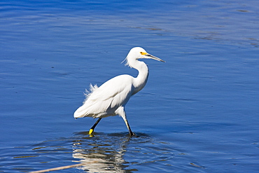 Adult snowy egret (Egretta thula) near San Jose del Cabo in the Gulf of California (Sea of Cortez), Baja California Sur, Mexico.