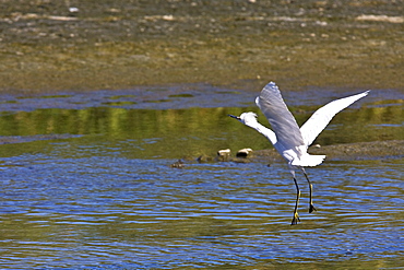 Adult snowy egret (Egretta thula) near San Jose del Cabo in the Gulf of California (Sea of Cortez), Baja California Sur, Mexico.