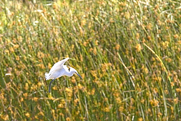 Adult snowy egret (Egretta thula) near San Jose del Cabo in the Gulf of California (Sea of Cortez), Baja California Sur, Mexico.