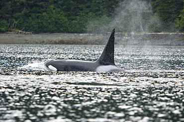 The transient Orca (Orcinus orca) pod, Cape Strait, Southeast Alaska, USA, Pacific Ocean