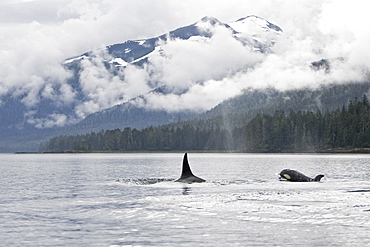 The transient Orca (Orcinus orca) pod, Cape Strait, Southeast Alaska, USA, Pacific Ocean