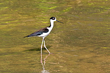 Adult black-necked Stilt (Himantopus mexicanus) wading and feeding just outside San Jode del Cabo, Baja California Sur, Mexico.