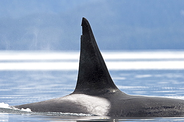 The transient Orca (Orcinus orca) pod, Cape Strait, Southeast Alaska, USA, Pacific Ocean