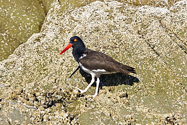 Adult American oystercatcher (Haematopus paaliatus) along the shoreline on Isla Catalina in the Gulf of California (Sea of Cortez), Baja California Sur, Mexico.