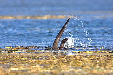 A family of river otters (Lontra canadensis) foraging in the Yellowstone River in Hayden Valley in Yellowstone National Park, Wyoming, USA