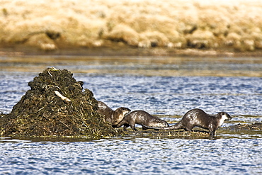 A family of river otters (Lontra canadensis) foraging in the Yellowstone River in Hayden Valley in Yellowstone National Park, Wyoming