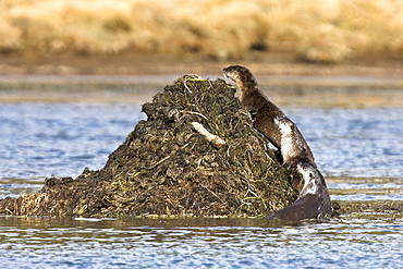 A family of river otters (Lontra canadensis) foraging in the Yellowstone River in Hayden Valley in Yellowstone National Park, Wyoming