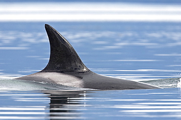 The transient Orca (Orcinus orca) pod, Cape Strait, Southeast Alaska, USA, Pacific Ocean