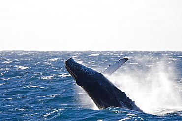 Humpback whale (Megaptera novaeangliae)  breaching near the Gorda Banks in the Gulf of California (Sea of Cortez), Baja California Sur, Mexico