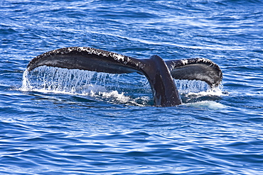 Humpback whale (Megaptera novaeangliae)  fluke-up dive near the Gorda Banks in the Gulf of California (Sea of Cortez), Baja California Sur, Mexico