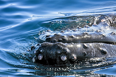 Humpback whale (Megaptera novaeangliae) rostrum detail showing the tubercles ("stove bolts") near the Gorda Banks in the Gulf of California (Sea of Cortez), Baja California Sur, Mexico